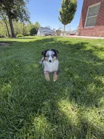 Molly, a female Miniature Australian Shepherd for sale in Greencastle, IN – 9 of 10