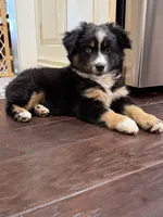 Lucy, a female Miniature Australian Shepherd for sale in Greencastle, IN – 9 of 10