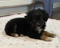 Black Tri 3, a male Toy Australian Shepherd for sale in Greencastle, IN – 3 of 10