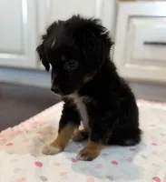 Black Tri 3, a male Toy Australian Shepherd for sale in Greencastle, IN – 7 of 10
