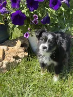 Itsy Bitsy, a female Toy Australian Shepherd for sale in Greencastle, IN – 5 of 10