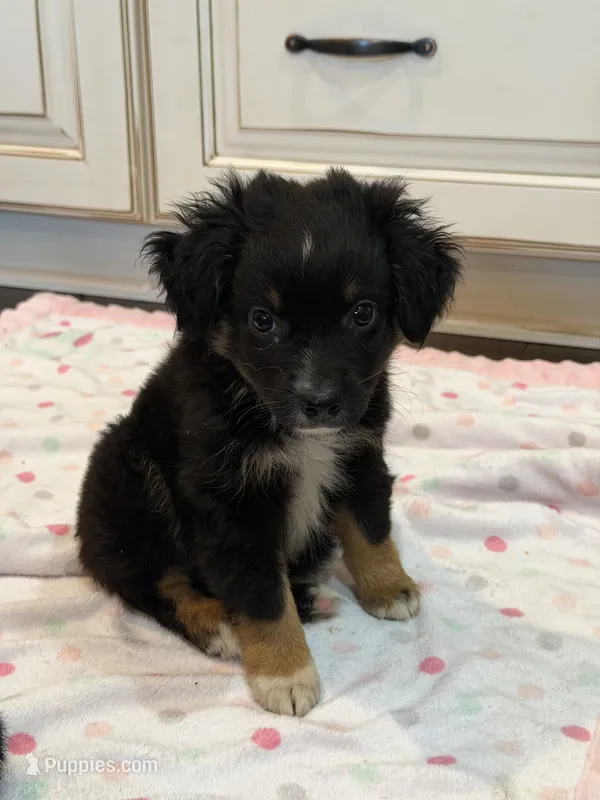 Black Tri 3 – Toy Australian Shepherd puppy for sale in Greencastle, IN
