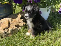 Itsy Bitsy, a female Toy Australian Shepherd for sale in Greencastle, IN – 7 of 10