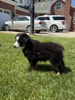 Marco, a male Miniature Australian Shepherd for sale in Greencastle, IN – 9 of 10