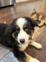 Lolly, a female Miniature Australian Shepherd for sale in Greencastle, IN – 8 of 10