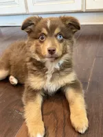 Nola, a female Miniature Australian Shepherd for sale in Greencastle, IN – 8 of 10