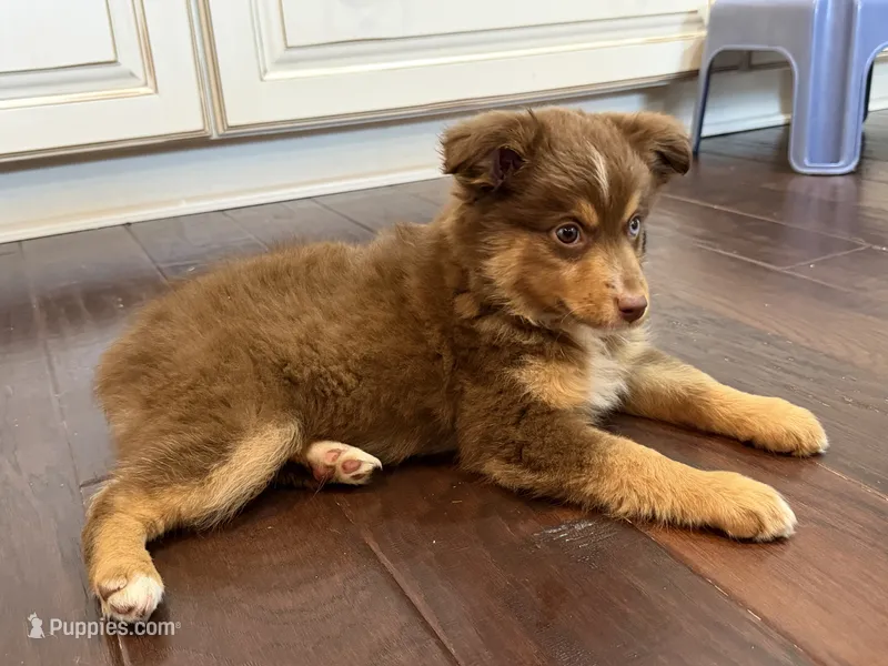 Nola – Miniature Australian Shepherd puppy for sale in Greencastle, IN