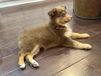 Nola, a female Miniature Australian Shepherd for sale in Greencastle, IN – 10 of 10