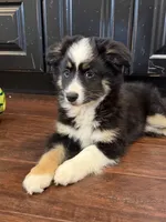 Gizmo, a male Miniature Australian Shepherd for sale in Greencastle, IN – 4 of 10