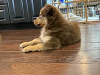 Nola, a female Miniature Australian Shepherd for sale in Greencastle, IN – 6 of 10