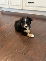 Lucy, a female Miniature Australian Shepherd for sale in Greencastle, IN – 2 of 10