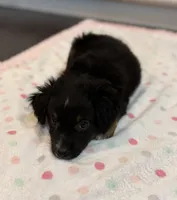 Black Tri 3, a male Toy Australian Shepherd for sale in Greencastle, IN – 4 of 10