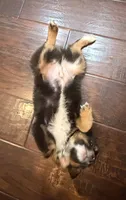 Black Tri 1, a male Toy Australian Shepherd for sale in Greencastle, IN – 10 of 10