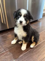 Lolly, a female Miniature Australian Shepherd for sale in Greencastle, IN – 2 of 10