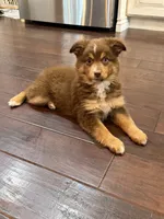 Nola, a female Miniature Australian Shepherd for sale in Greencastle, IN – 5 of 10