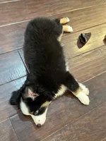 Lolly, a female Miniature Australian Shepherd for sale in Greencastle, IN – 6 of 10