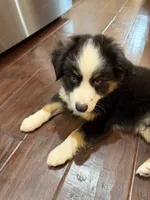 Lolly, a female Miniature Australian Shepherd for sale in Greencastle, IN – 7 of 10
