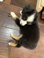 Lolly, a female Miniature Australian Shepherd for sale in Greencastle, IN – 4 of 10