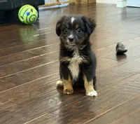 Black Tri 1, a male Toy Australian Shepherd for sale in Greencastle, IN – 6 of 10