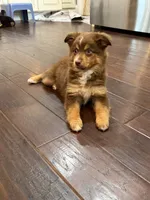 Nola, a female Miniature Australian Shepherd for sale in Greencastle, IN – 9 of 10