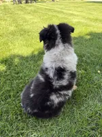 Molly, a female Miniature Australian Shepherd for sale in Greencastle, IN – 7 of 10