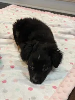 Black Tri 3, a male Toy Australian Shepherd for sale in Greencastle, IN – 8 of 10