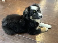 Gizmo, a male Miniature Australian Shepherd for sale in Greencastle, IN – 2 of 10