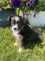 Itsy Bitsy, a female Toy Australian Shepherd for sale in Greencastle, IN – 3 of 10