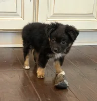 Black Tri 2, a male Toy Australian Shepherd for sale in Greencastle, IN – 3 of 10