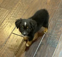 Black Tri 1, a male Toy Australian Shepherd for sale in Greencastle, IN – 8 of 10