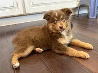 Nola, a female Miniature Australian Shepherd for sale in Greencastle, IN – 7 of 10