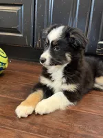 Gizmo, a male Miniature Australian Shepherd for sale in Greencastle, IN – 10 of 10