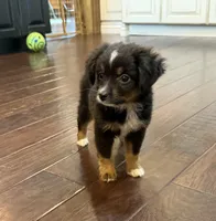 Black Tri 1, a male Toy Australian Shepherd for sale in Greencastle, IN – 9 of 10