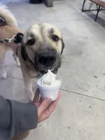 Brodie, a male Anatolian Shepherd Dog for sale in Greencastle, IN – 3 of 3