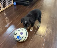 Black Tri 1, a male Toy Australian Shepherd for sale in Greencastle, IN – 3 of 10
