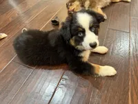 Lolly, a female Miniature Australian Shepherd for sale in Greencastle, IN – 5 of 10