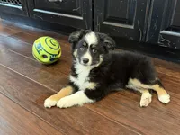 Gizmo, a male Miniature Australian Shepherd for sale in Greencastle, IN – 9 of 10