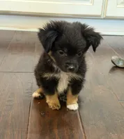 Black Tri 2, a male Toy Australian Shepherd for sale in Greencastle, IN – 5 of 10