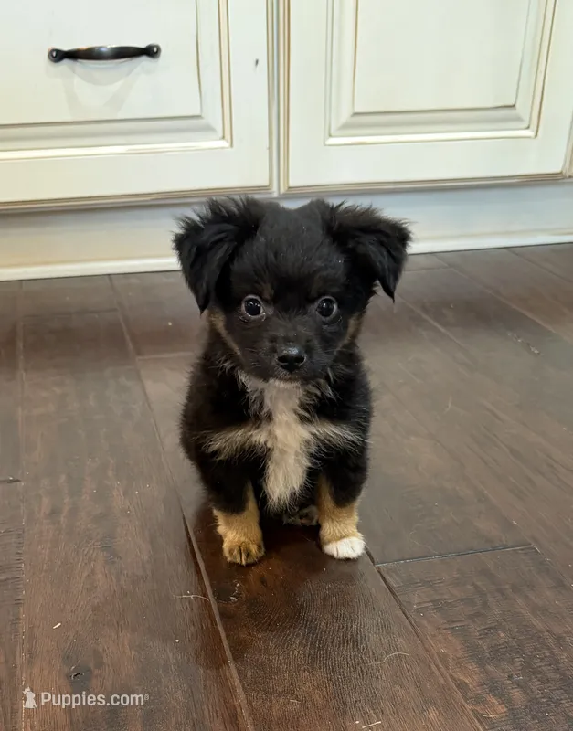 Black Tri 2 – Toy Australian Shepherd puppy for sale in Greencastle, IN
