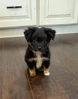 Black Tri 2, a male Toy Australian Shepherd for sale in Greencastle, IN – 1 of 10
