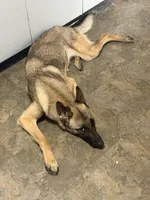Nova, a female Belgian Malinois and German Shepherd Dog for sale in Greencastle, IN – 2 of 3