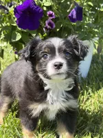 Itsy Bitsy, a female Toy Australian Shepherd for sale in Greencastle, IN – 2 of 10