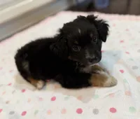 Black Tri 3, a male Toy Australian Shepherd for sale in Greencastle, IN – 10 of 10