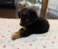 Black Tri 3, a male Toy Australian Shepherd for sale in Greencastle, IN – 6 of 10