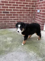 Marco, a male Miniature Australian Shepherd for sale in Greencastle, IN – 7 of 10