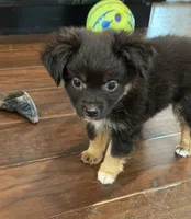 Black Tri 2, a male Toy Australian Shepherd for sale in Greencastle, IN – 6 of 10