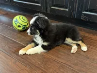 Gizmo, a male Miniature Australian Shepherd for sale in Greencastle, IN – 6 of 10