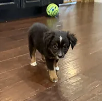 Black Tri 1, a male Toy Australian Shepherd for sale in Greencastle, IN – 7 of 10
