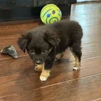 Black Tri 2, a male Toy Australian Shepherd for sale in Greencastle, IN – 2 of 10