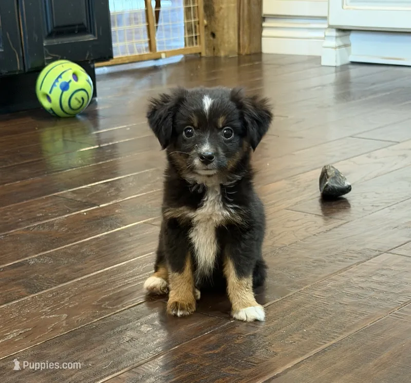 Black Tri 1 – Toy Australian Shepherd puppy for sale in Greencastle, IN